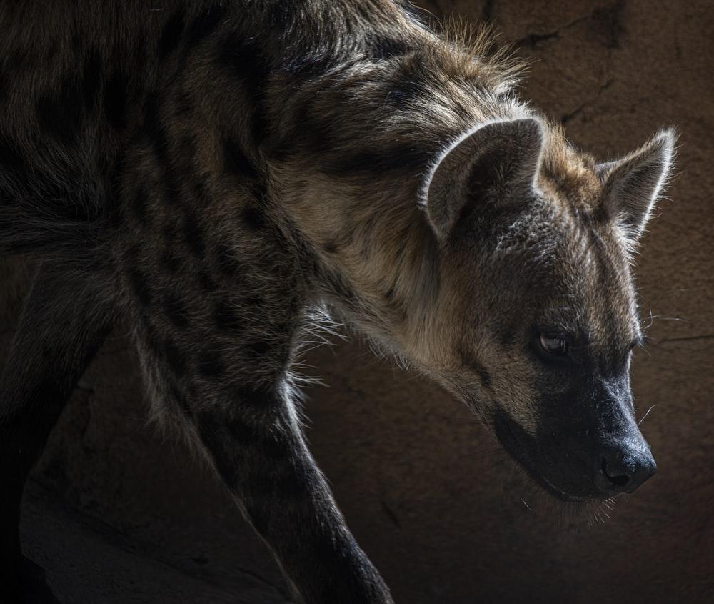 1000x845 Hyena Picture. Download Free Image