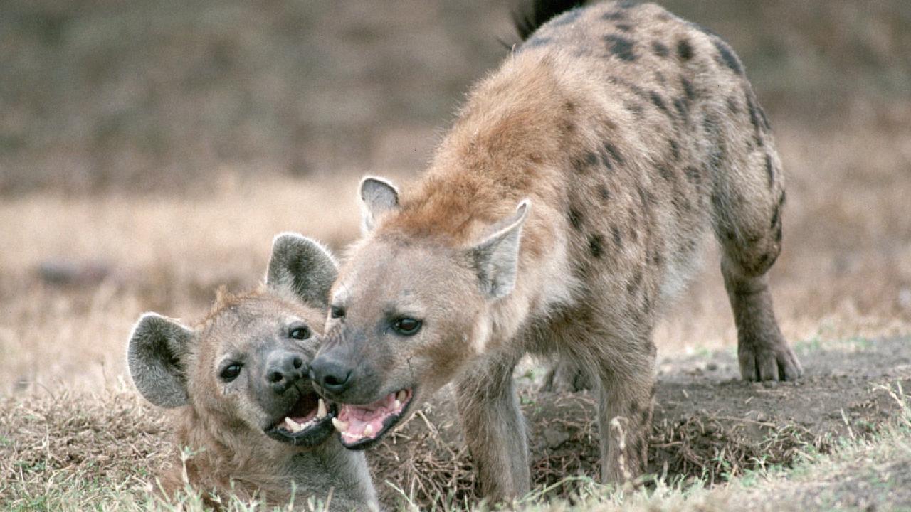 1280x720 Baby hyena and mother enjoy family time together