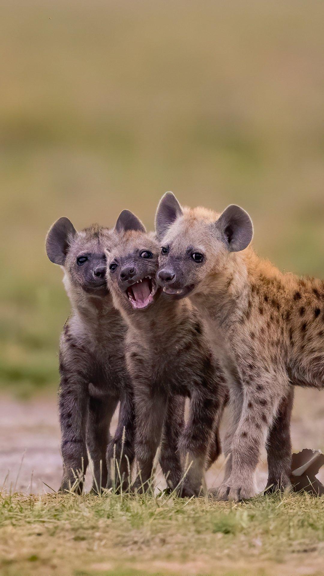 1080x1920 Animal Hyena