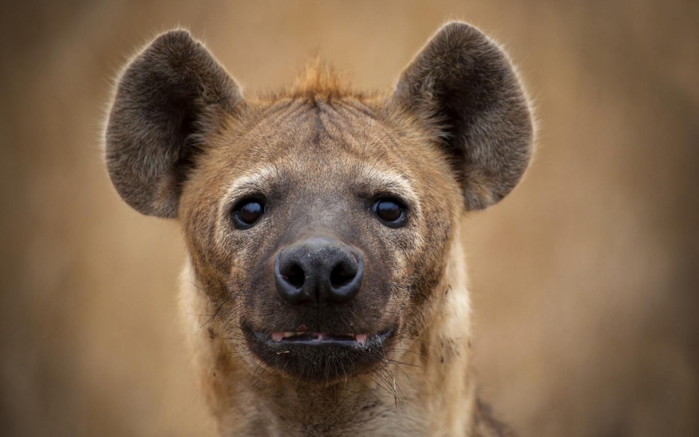 1440x900 Hyenas Wallpaper and HD Background free download on PicGaGa