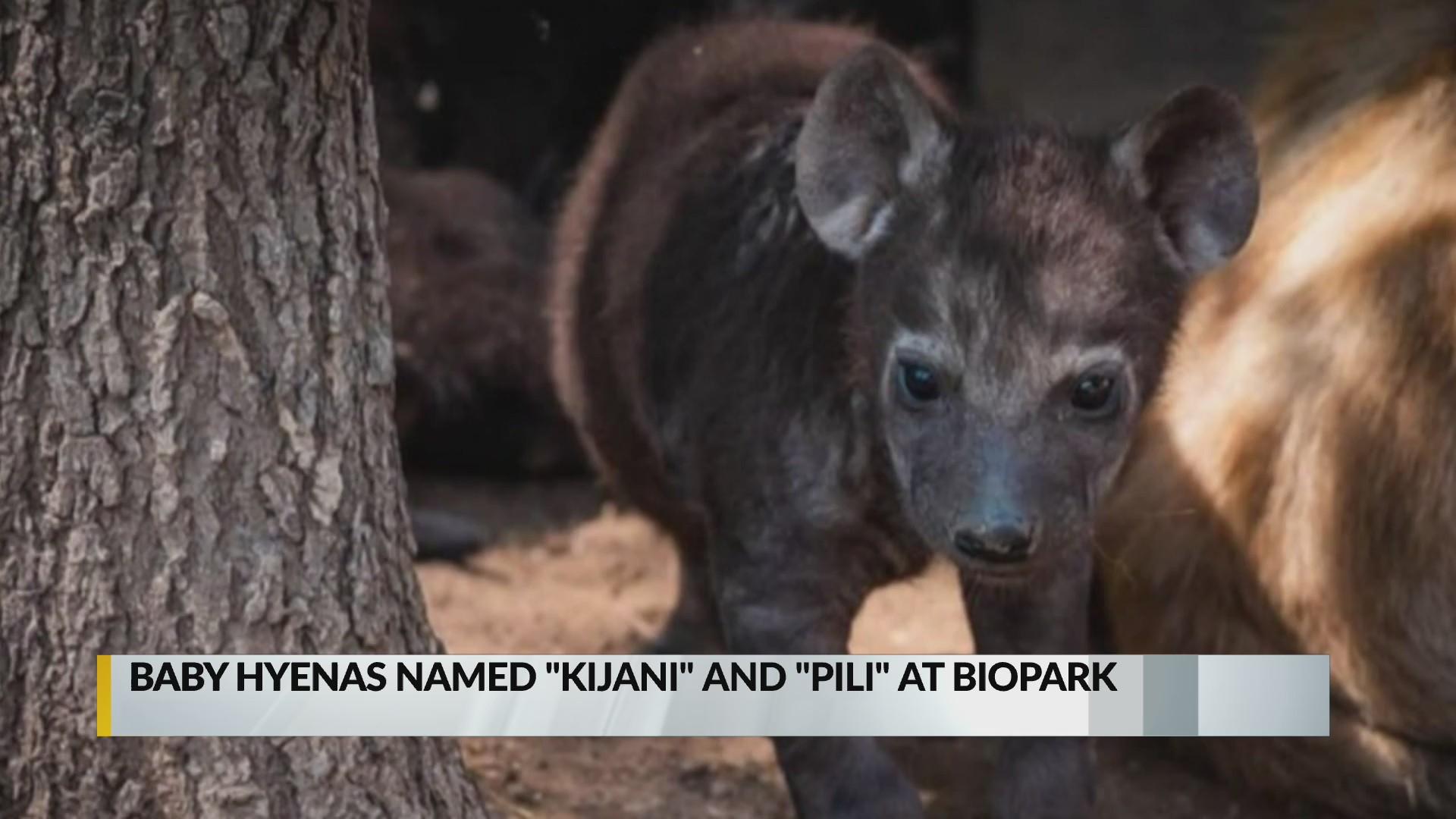1920x1080 BioPark baby hyenas named Kijani, Pili. KRQE News 13