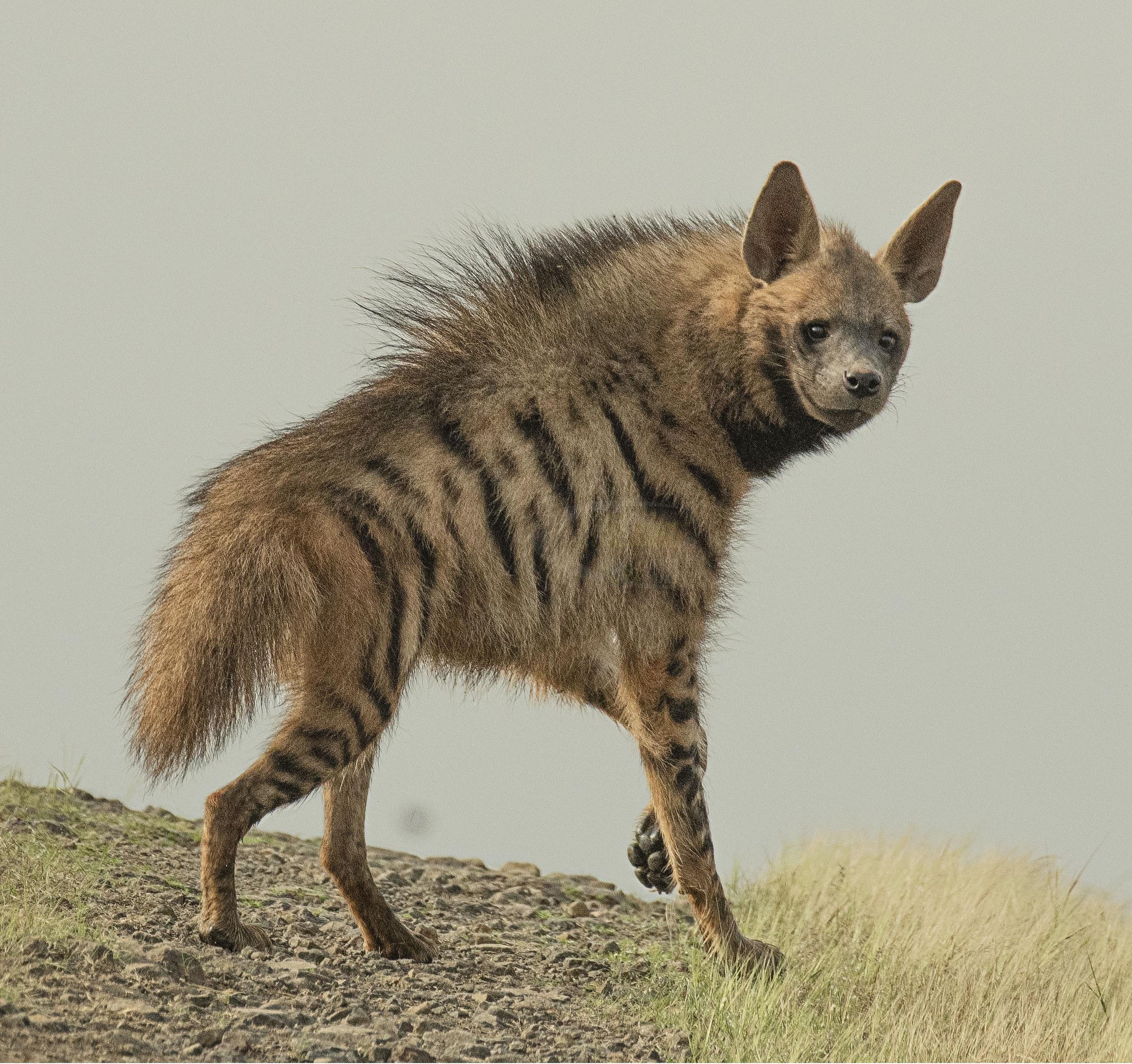2400x2256 Striped hyena