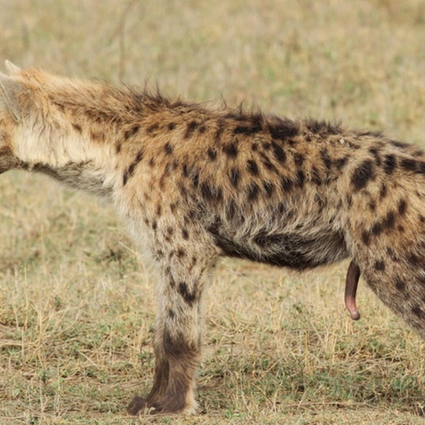 1400x1400 MeToo: female spotted hyenas can show us how to smash the patriarchy