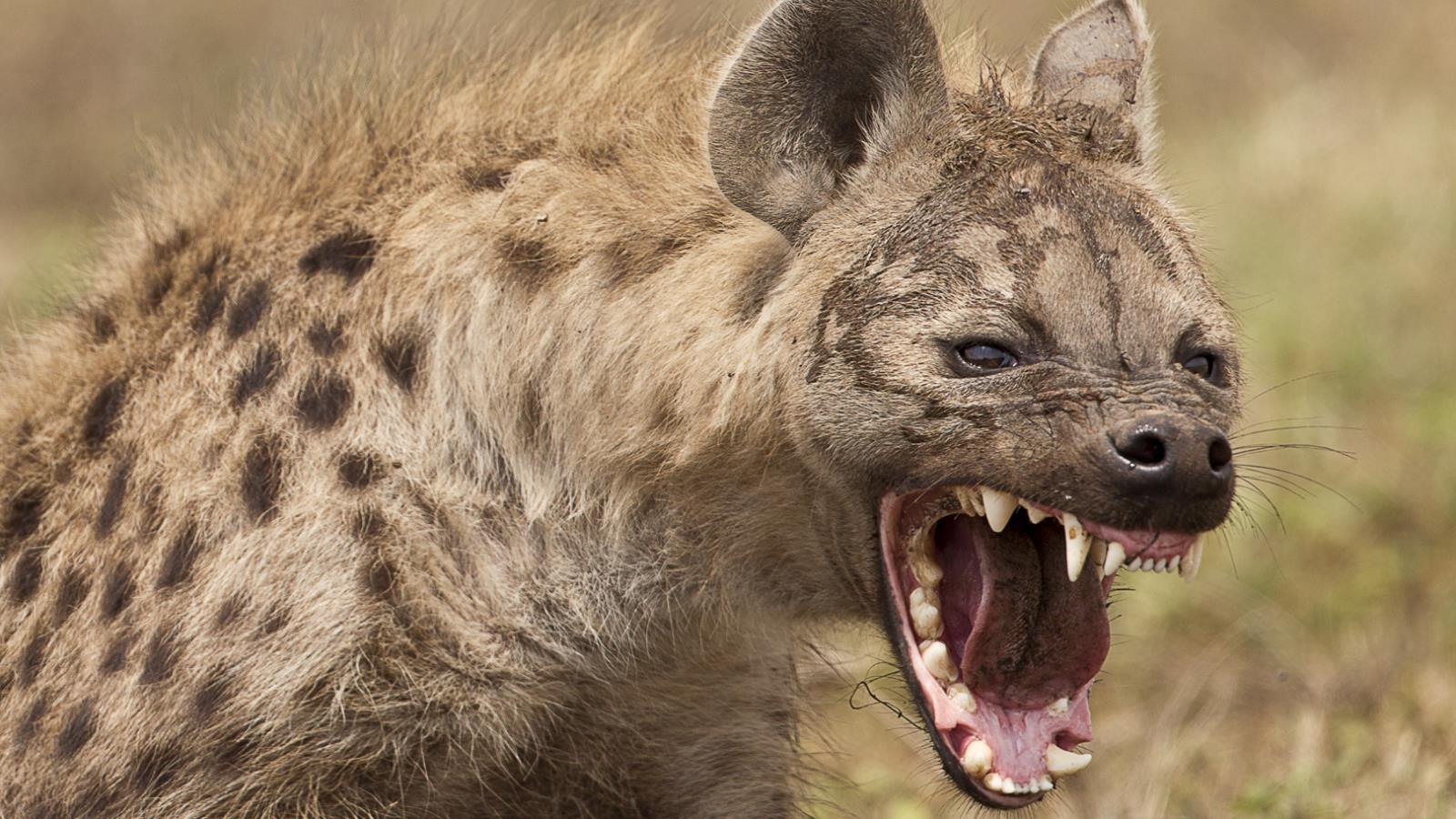 1600x900 Hyena Wallpaper and Background Imagex900