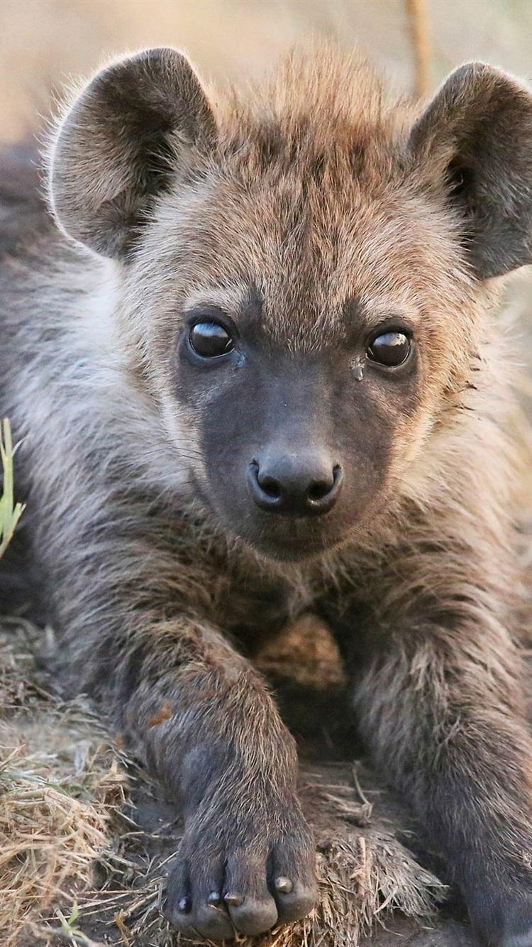 750x1334 Cute Hyena Cub 750x1334 IPhone 8 7 6 6S Wallpaper, Background, Picture, Image