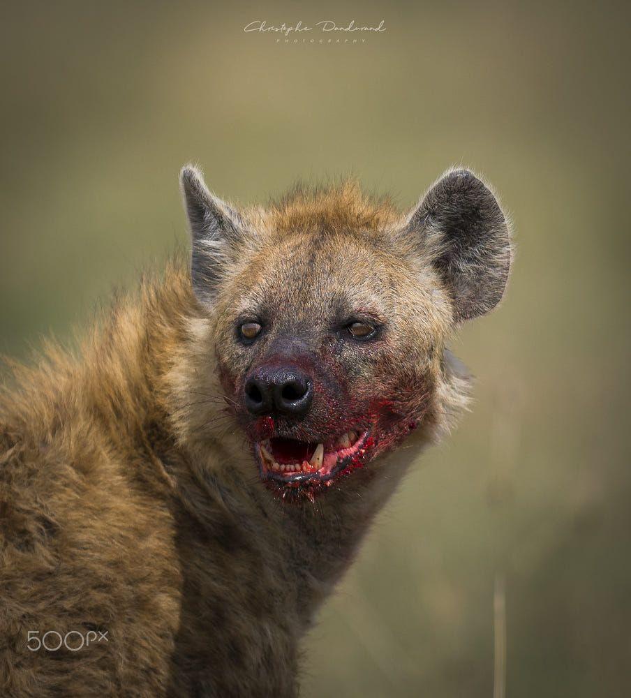 904x1000 Hyena ideas. hyena, wild dogs, african wild dog