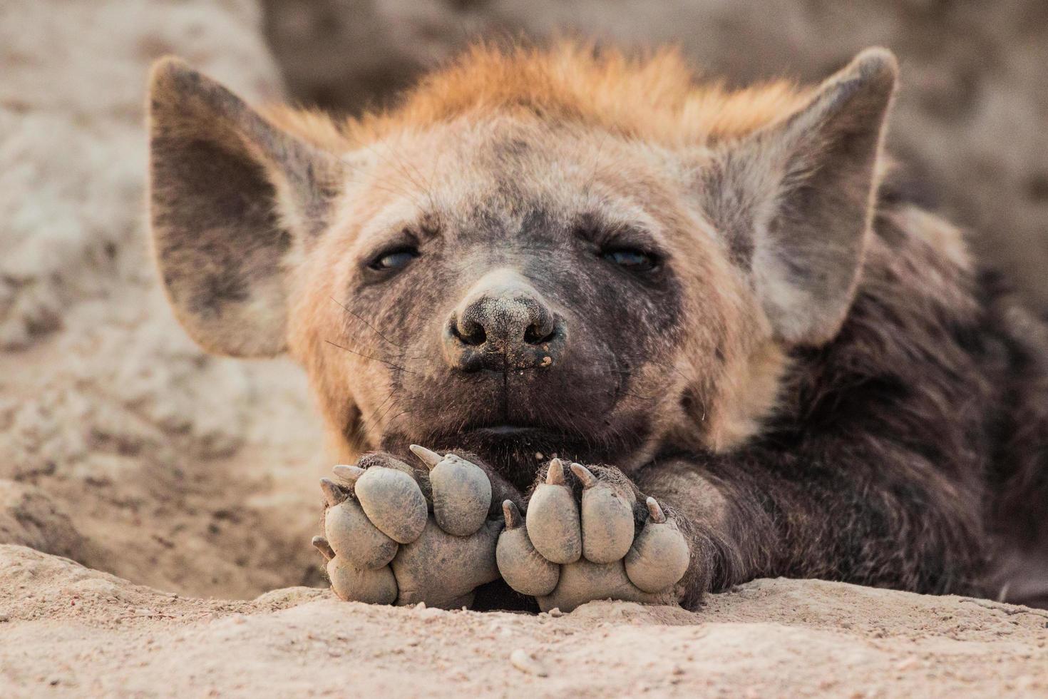 1470x980 Baby Hyena South Africa
