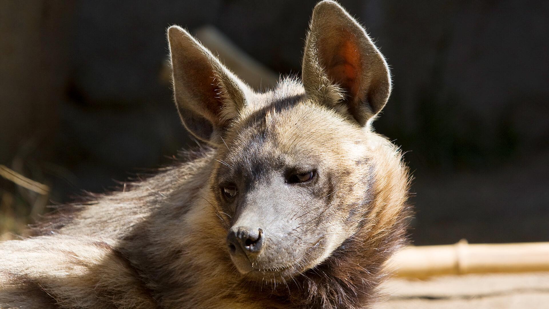 1920x1080 Striped Hyena. San Diego Zoo Animals & Plants