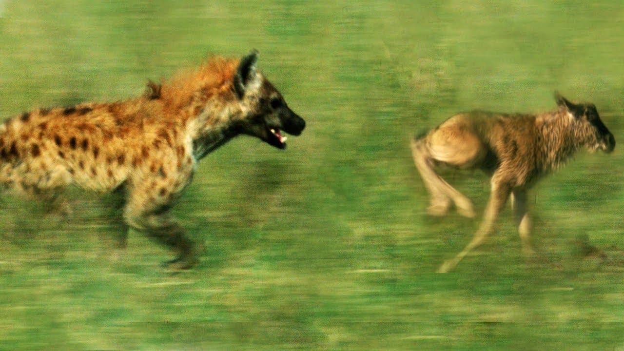 1280x720 Hyena vs Baby Wildebeest