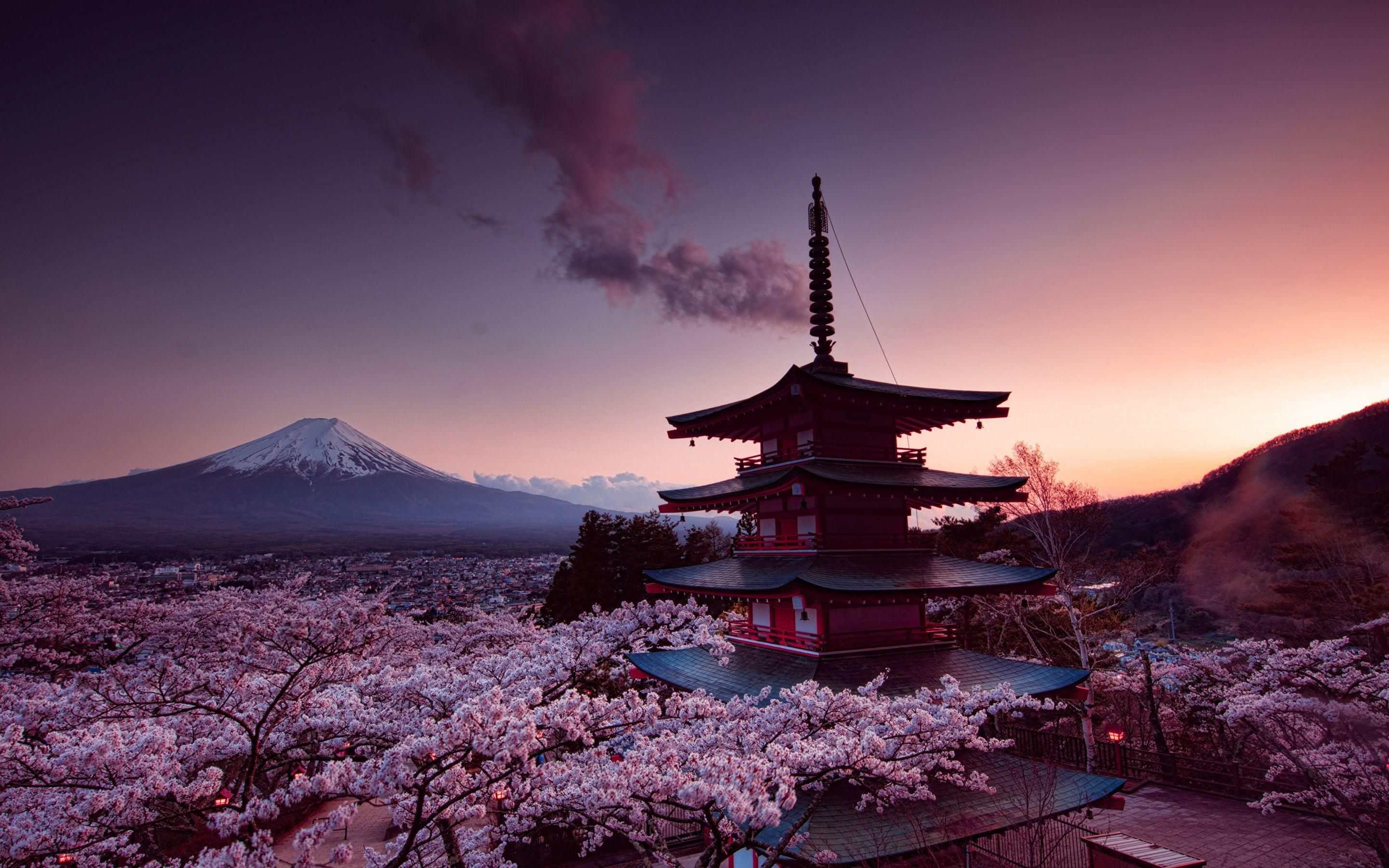 Japan Cherry Blossom Wallpapers Top Free Japan Cherry Blossom