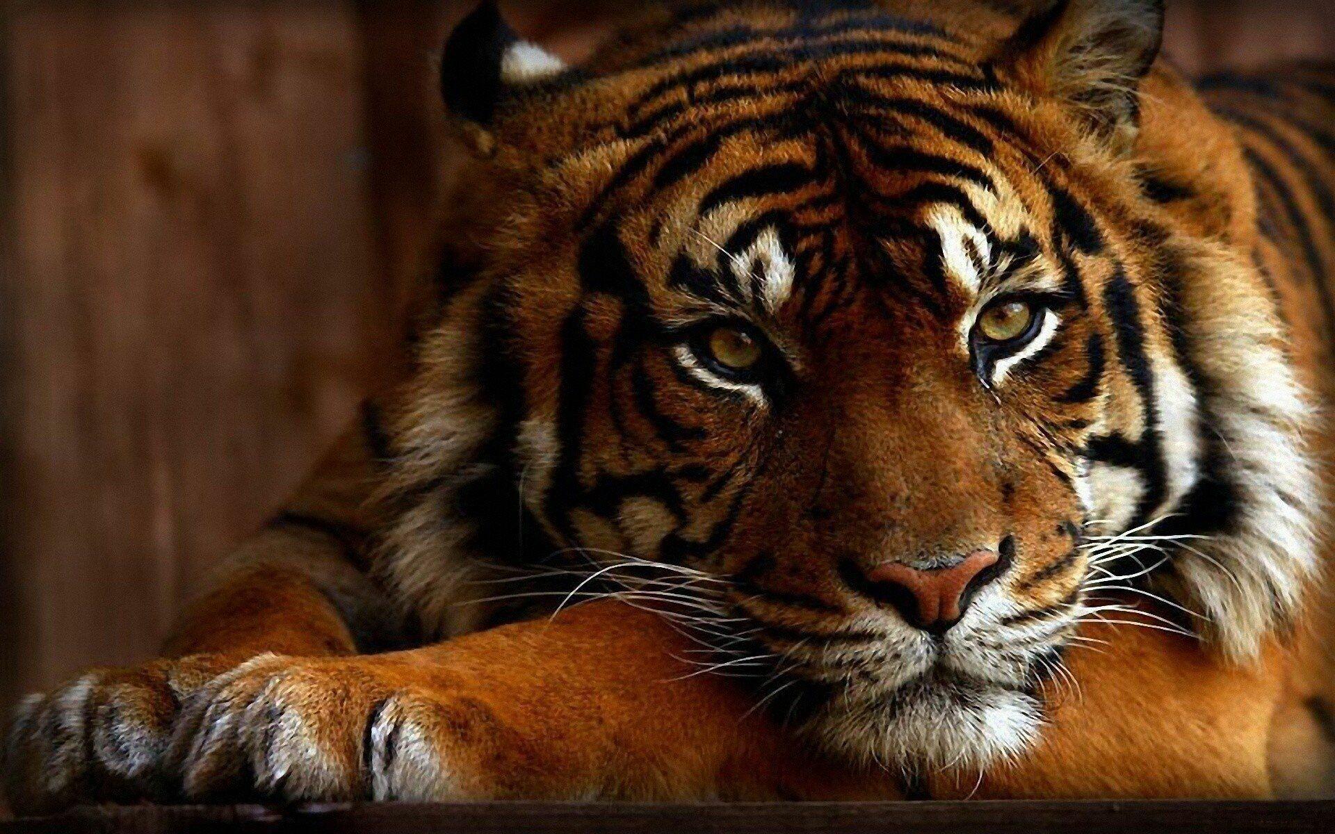 1920x1200 Tiger Wallpaper: HD, 4K, 5K for PC and Mobile. Download free image for iPhone, Android