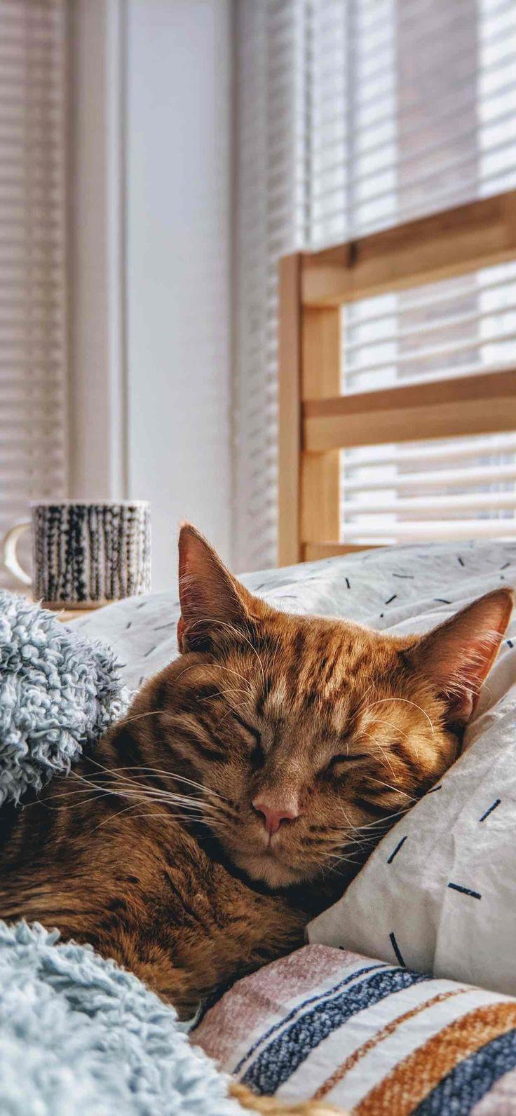 736x1592 Cute Cat Wallpaper iPhone Background Like Cats Very Much. Kitten wallpaper, Funny cat wallpaper, Cat wallpaper