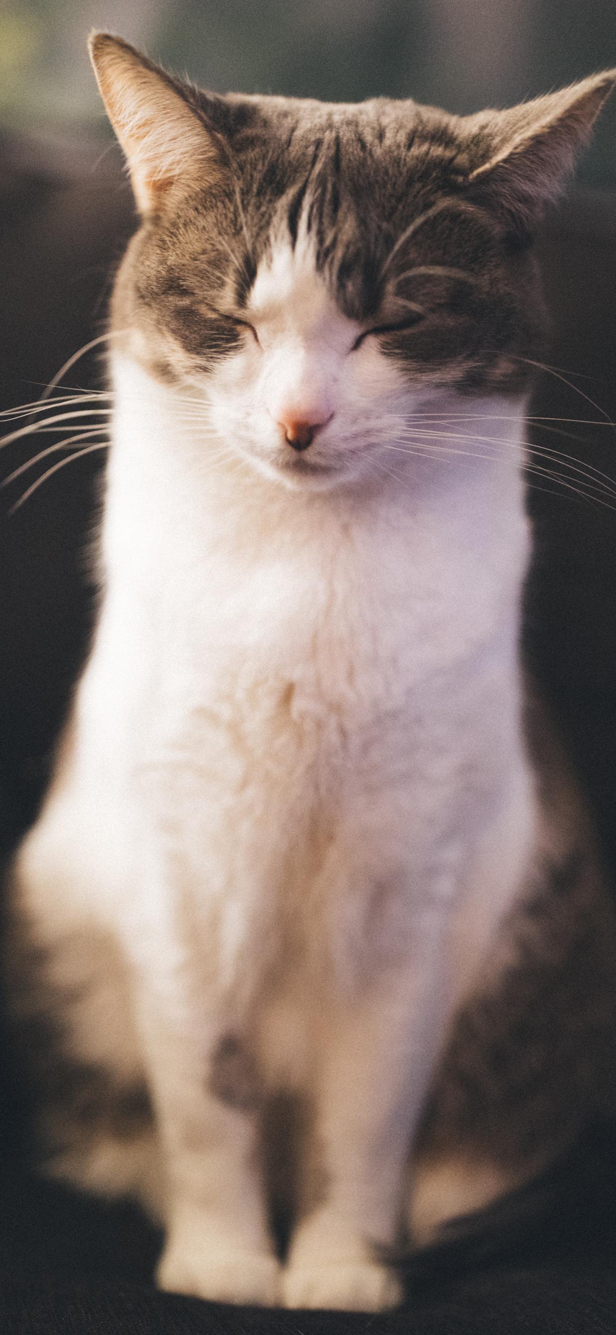 1242x2688 Cute Cat Wallpaper iPhone Background Like Cats Very Much