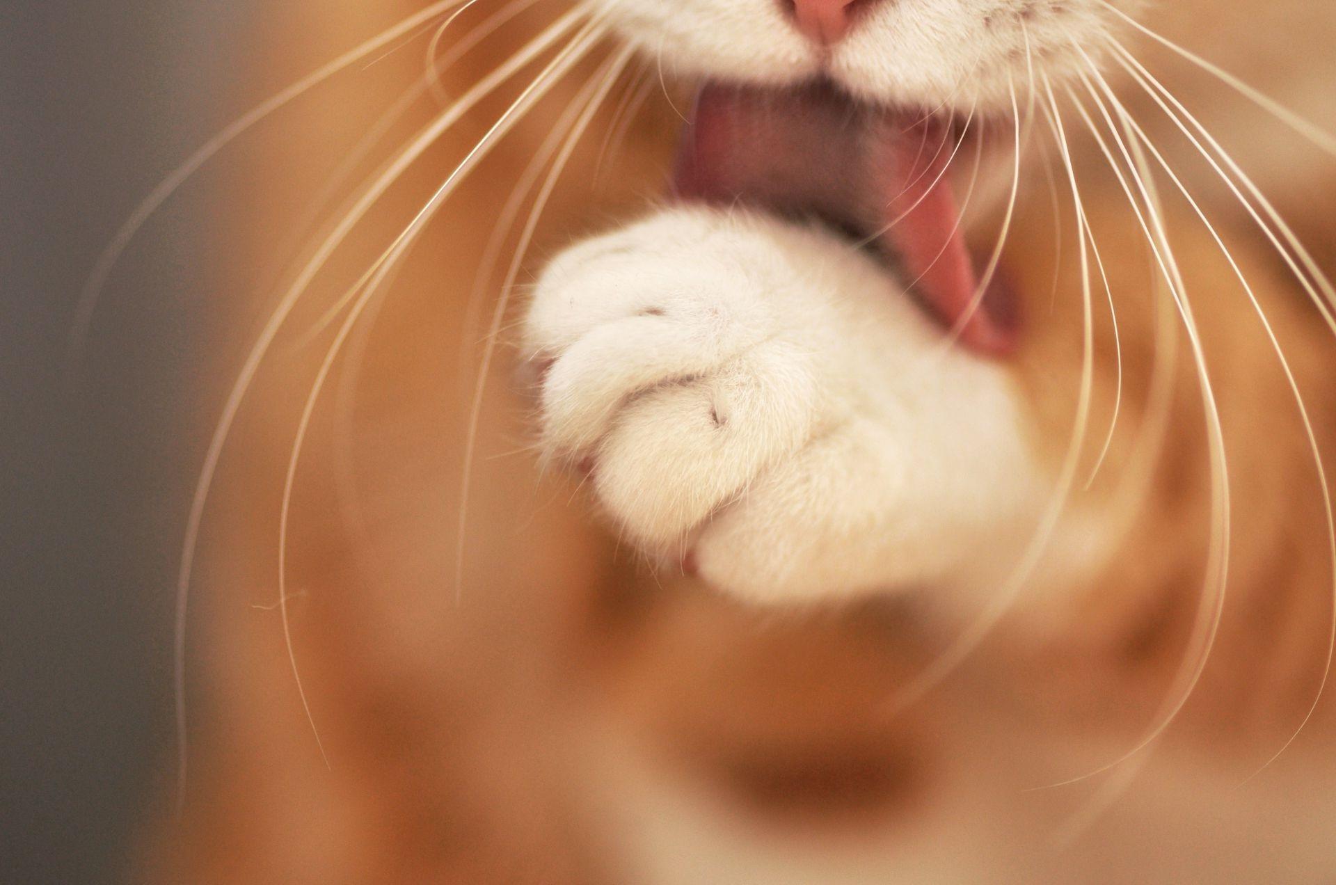 1920x1272 Cats Portrait Cat Face Cute Girl Beautiful Baby Love