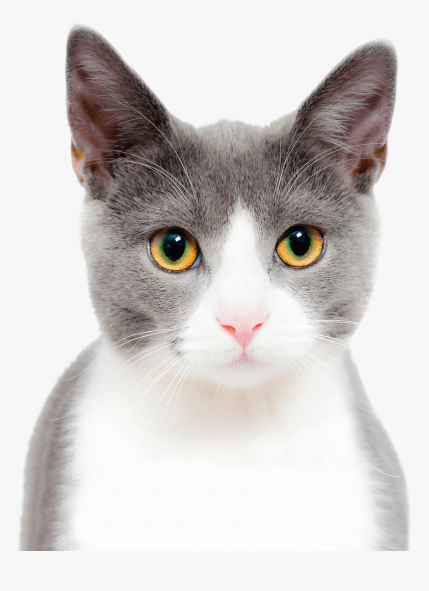 860x1185 Cat Cute Png Image Face Transparent Background, Png Download