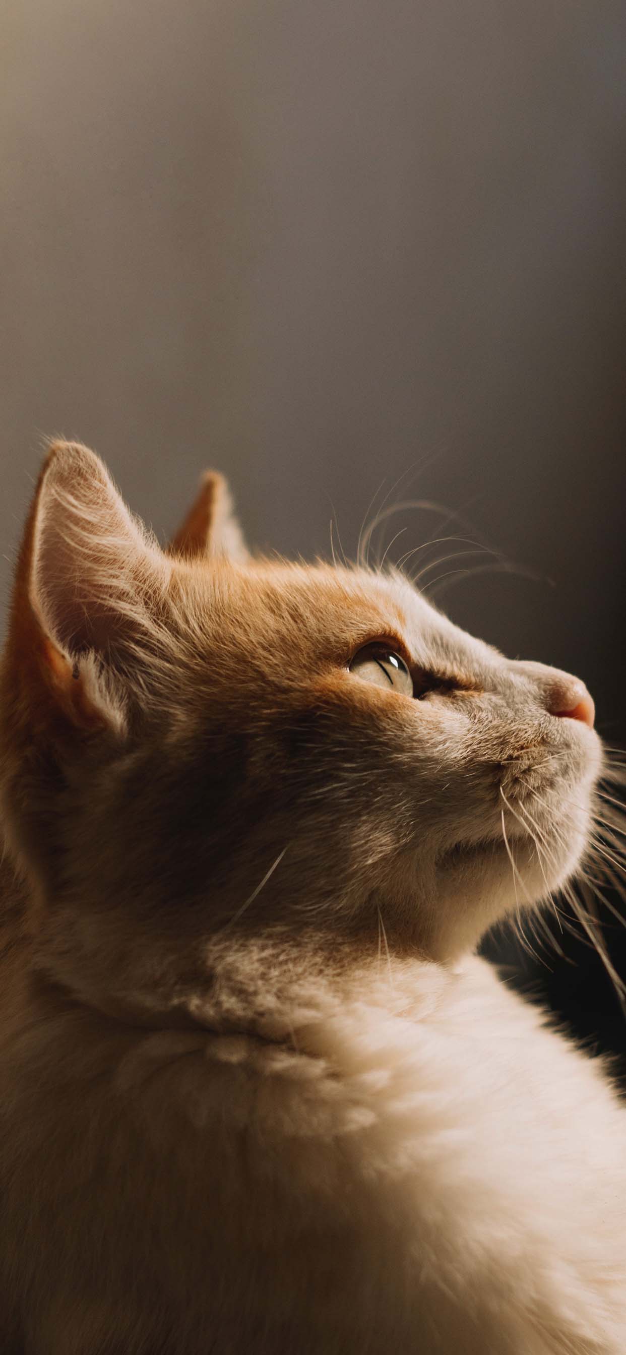 1242x2688 Cute Cat iPhone Wallpaper Like Cats Very Much