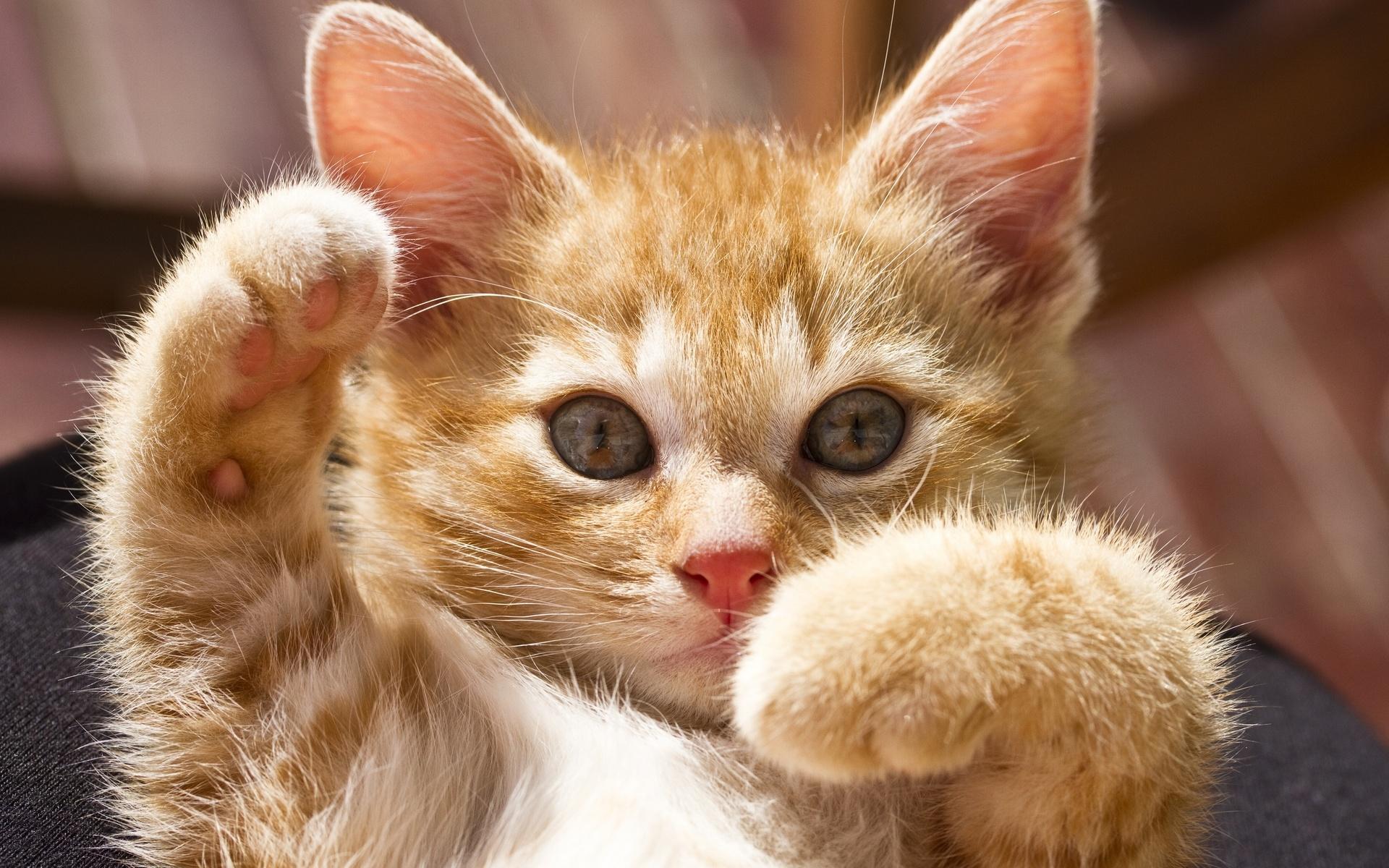 1920x1200 Cute Cat Paws Wallpaper 45077 1920x1200px