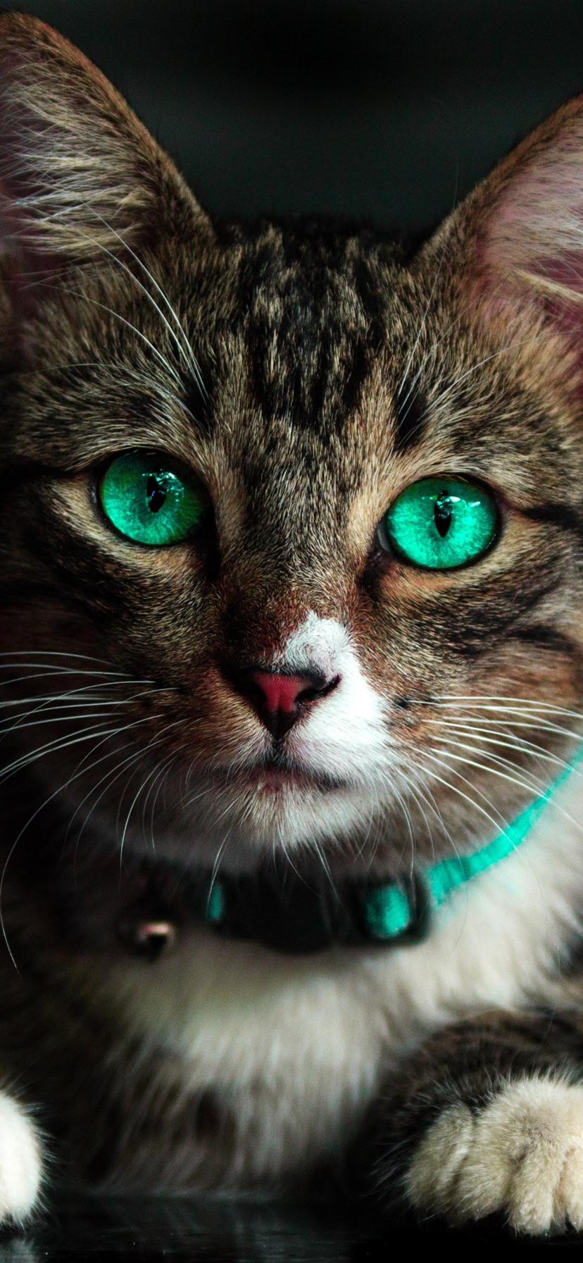 828x1792 Wallpaper Cute cat look at you, face, green eyes 3840x2160 UHD 4K Picture, Image