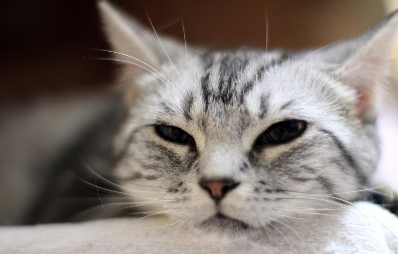 1332x850 Wallpaper tiger, cat, face, cats, cute, tabby image for desktop, section кошки