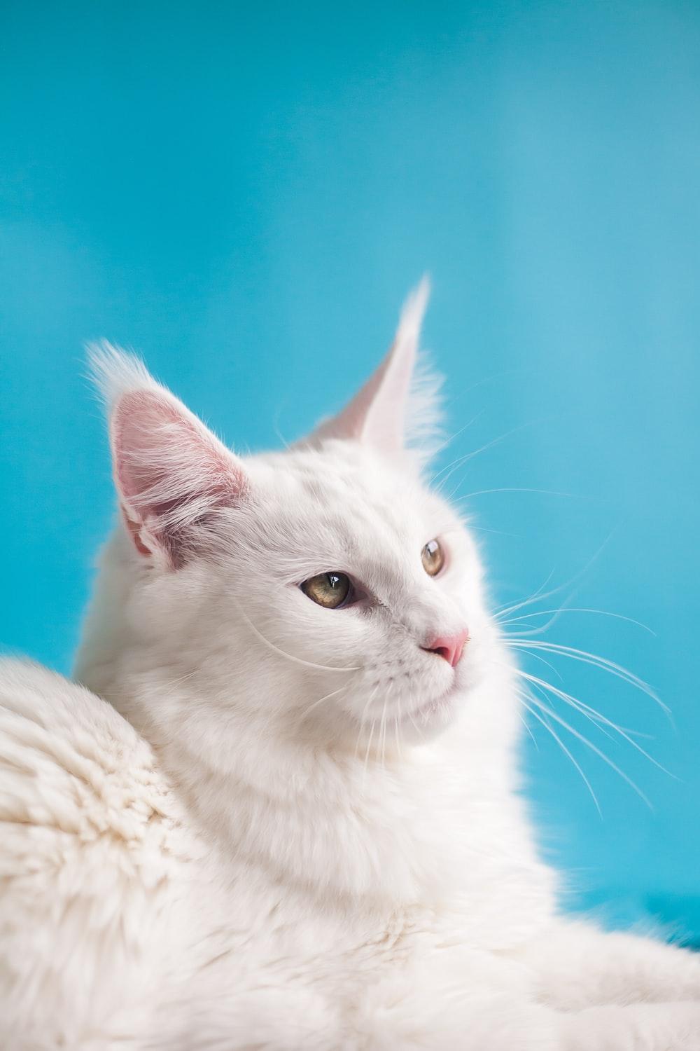 1000x1500 White Cat Picture [HD]. Download Free Image