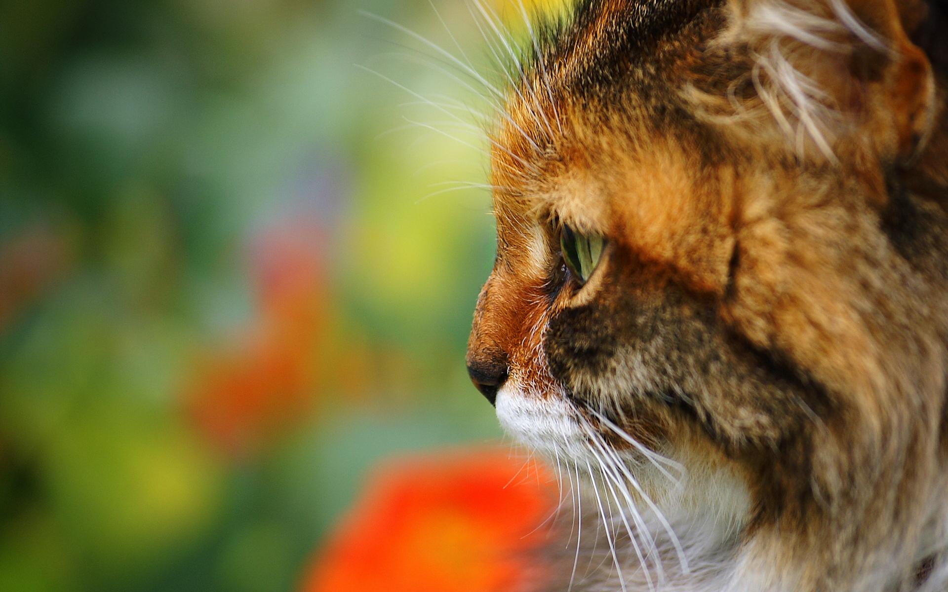 1920x1200 Cute cat face