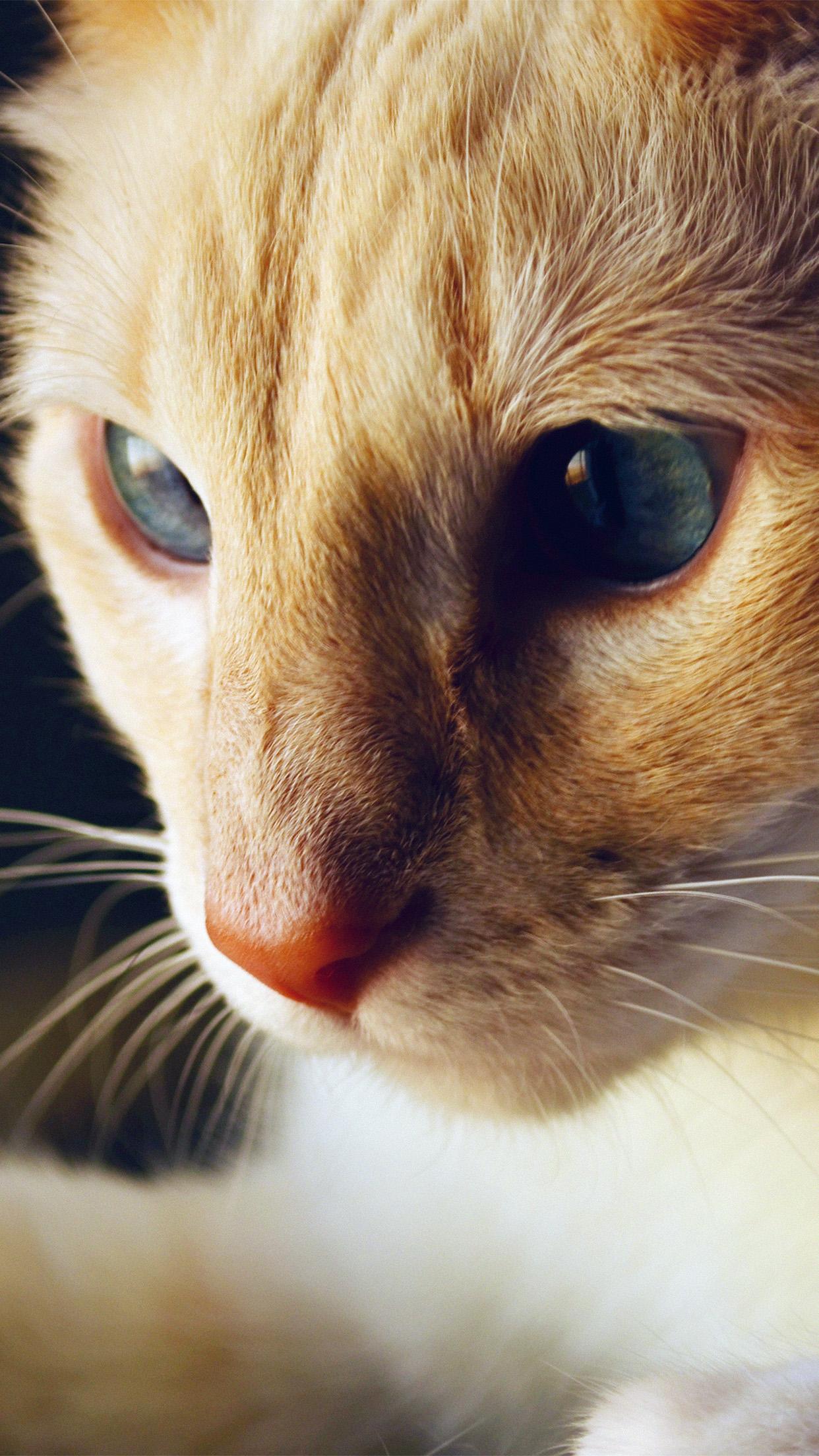 1242x2208 iPhone X wallpaper. cat face cute orange animal blue