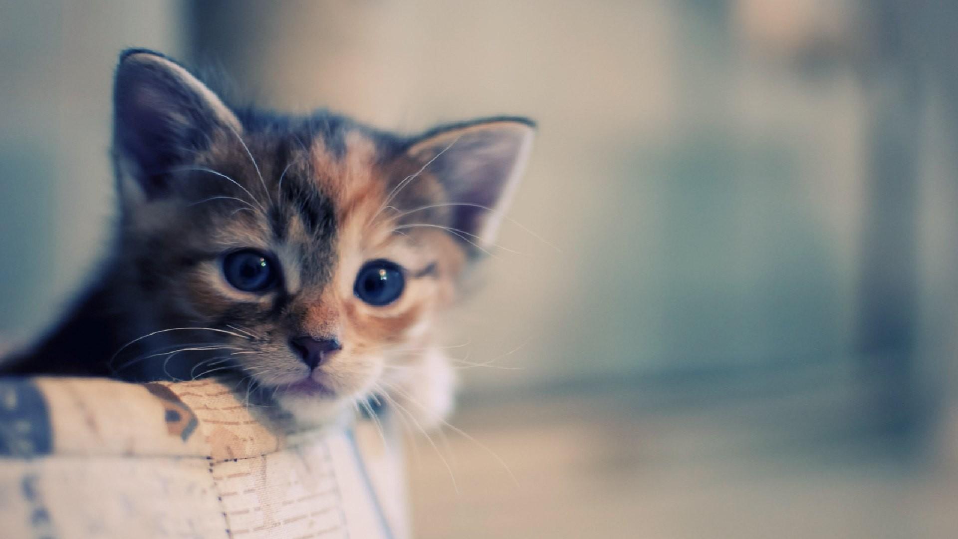 1920x1080 Cute kitten face Cute Cat Picture