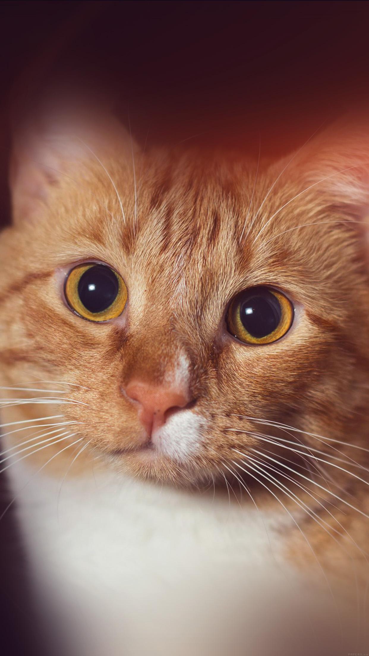 1242x2208 iPhone X wallpaper. cat face eye animal cute nature flare orange