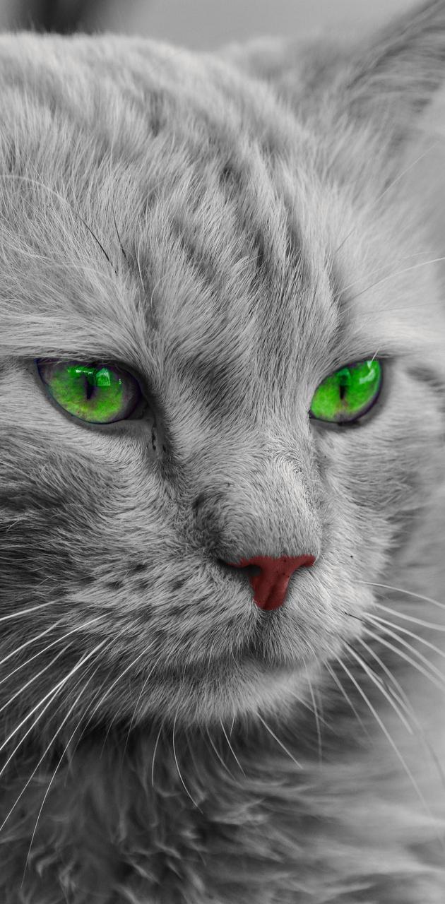 630x1280 cute cat wallpaper