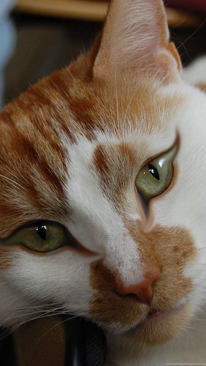 720x1280 Cute cat face Wallpaper 001 Cute Cat Wallpaper Desktop Background