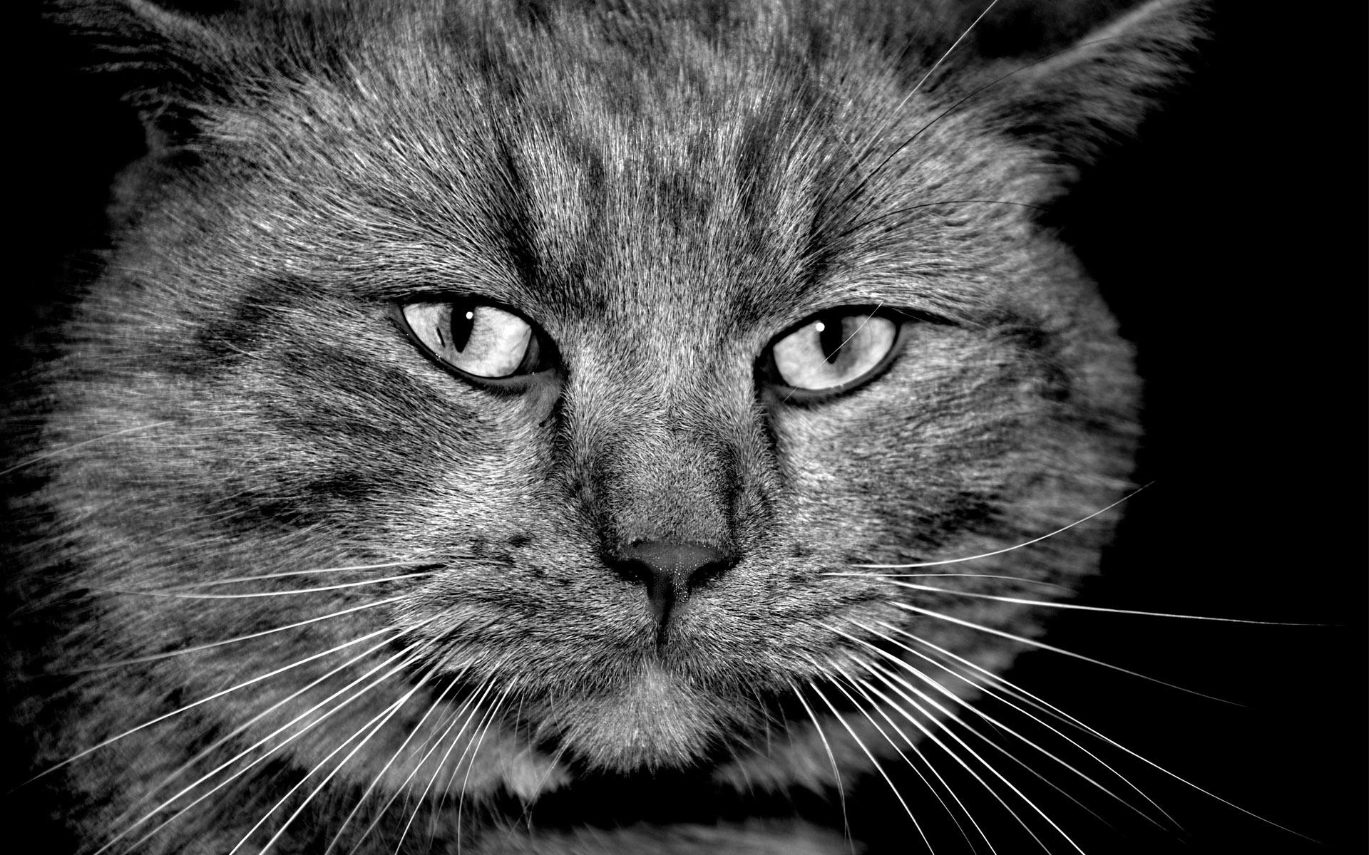 1920x1200 Cute Cat Face HD wallpaper