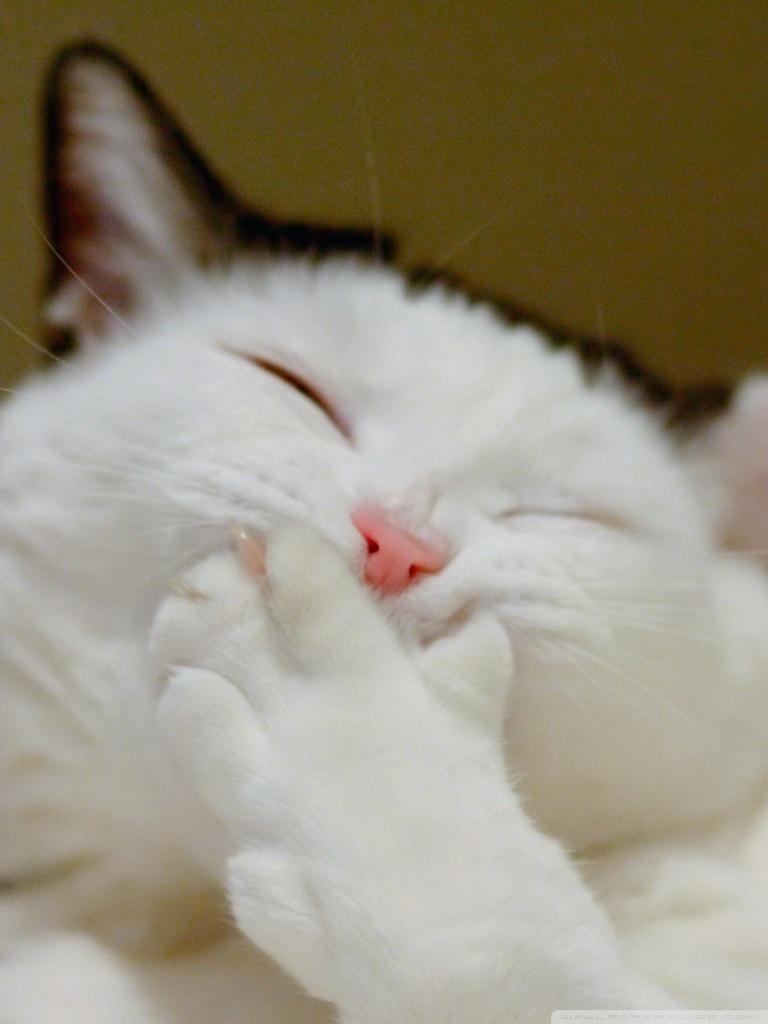768x1024 Bored Cat Ultra HD Desktop Background Wallpaper for 4K UHD TV : Widescreen & UltraWide Desktop & Laptop : Tablet
