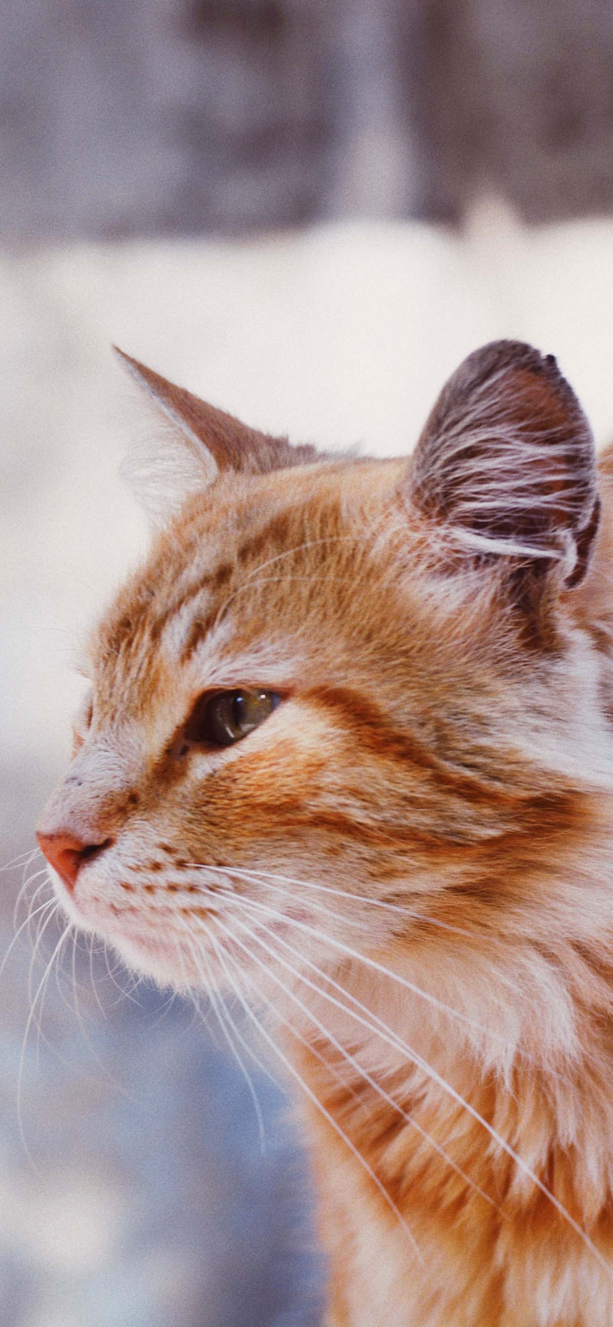 1242x2688 Cute Cat Wallpaper For iPhone XR, iPhone XS, iPhone XS Max Like Cats Very Much