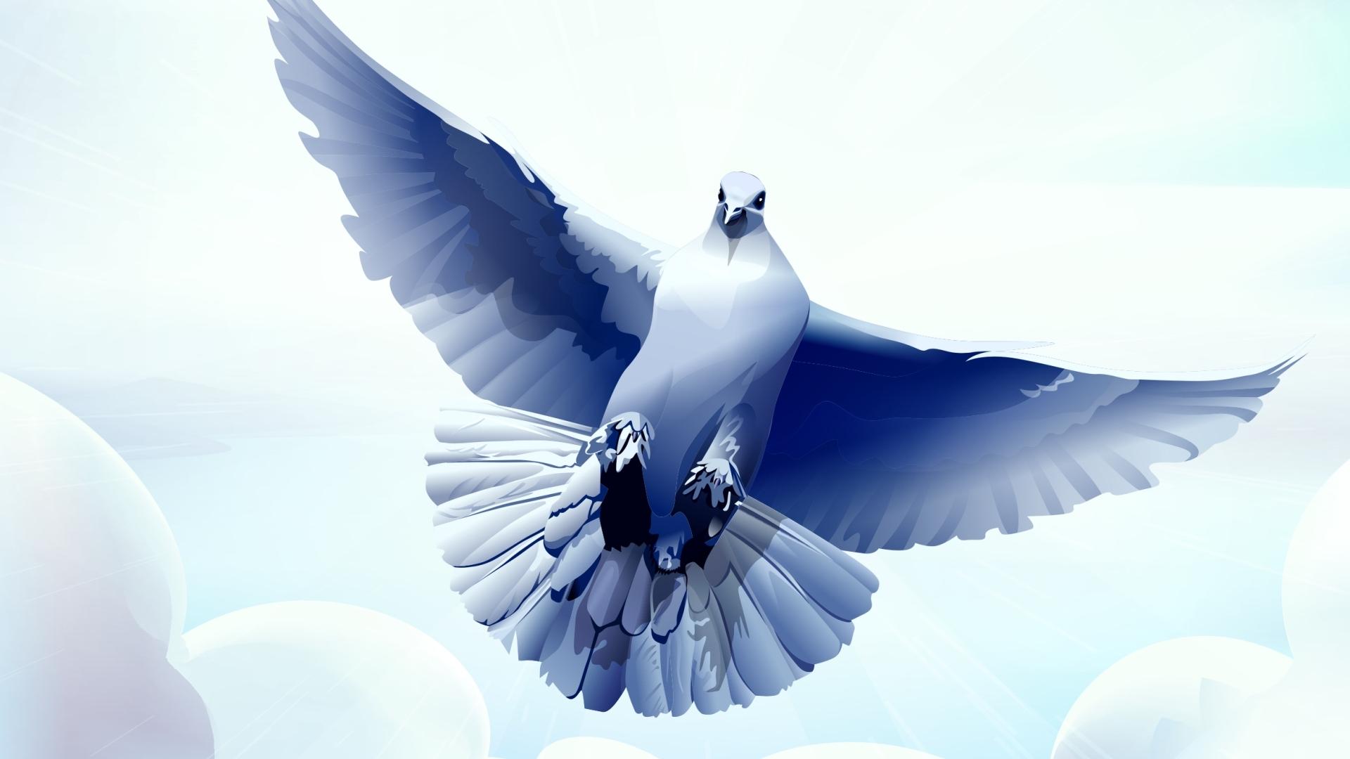 1920x1080 dove, bird, feather Wallpaper, HD Vector 4K Wallpaper, Image and Background