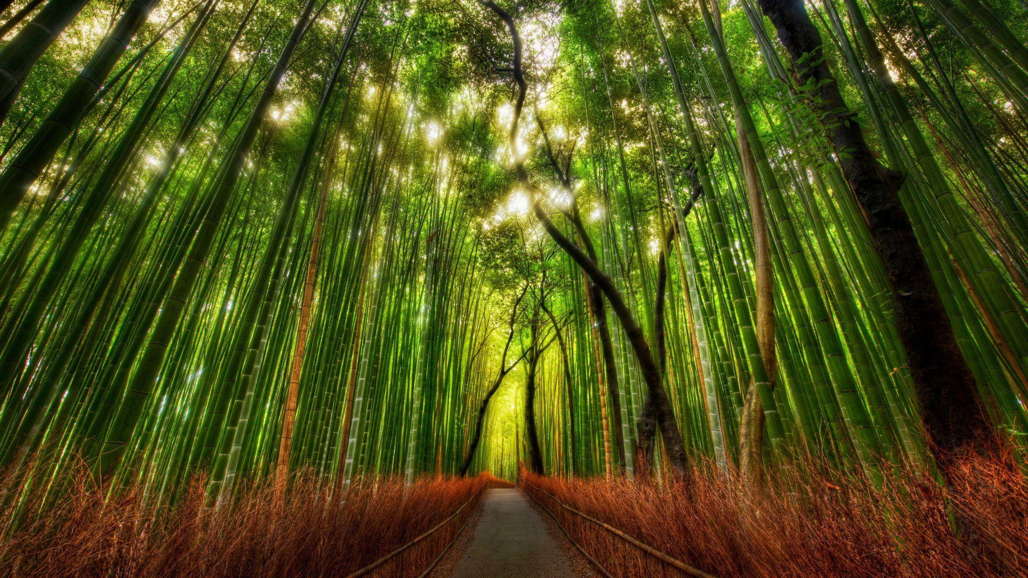 2048x1152 Kyoto Forest Wallpaper