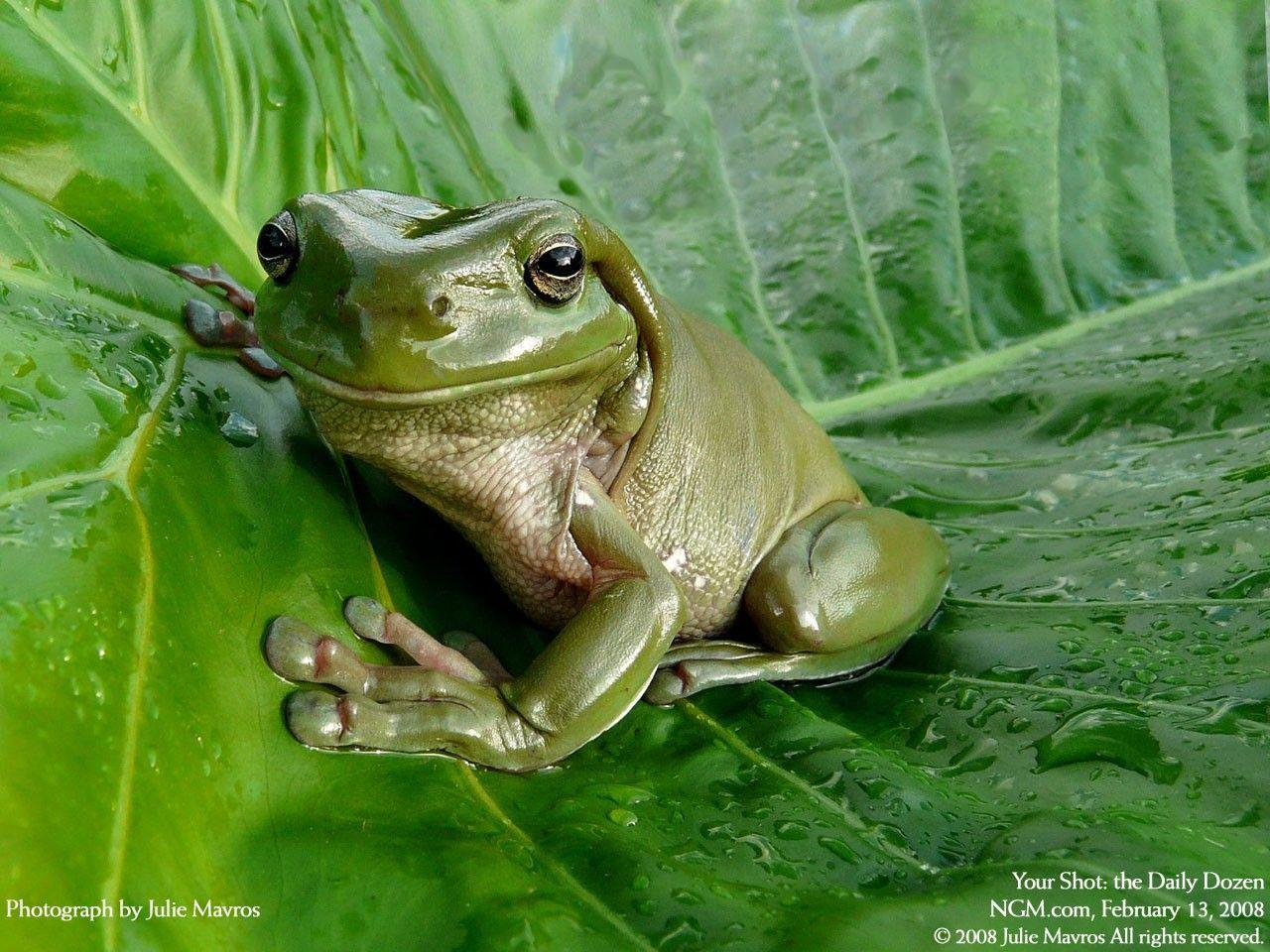 1280x960 Free download Cute Frog Wallpaper [1280x960] for your Desktop, Mobile & Tablet. Explore Cute Frog Wallpaper. HD Frog Wallpaper, Funny Frog Wallpaper Desktop