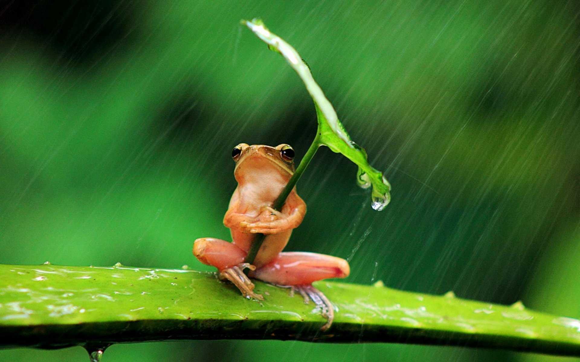 1920x1200 Frog Wallpaper
