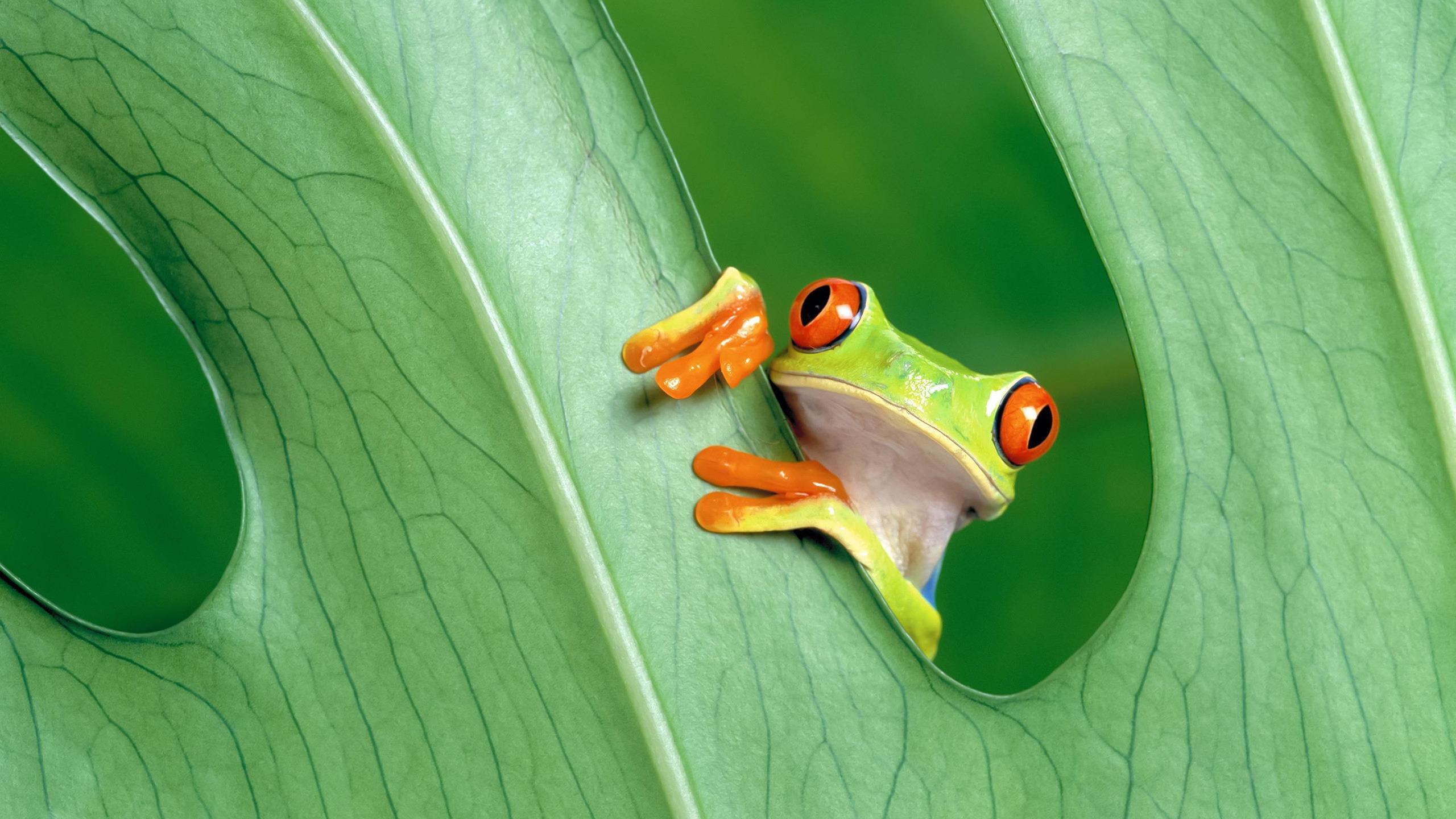 2560x1440 Cute Little Frog HD Wallpaper