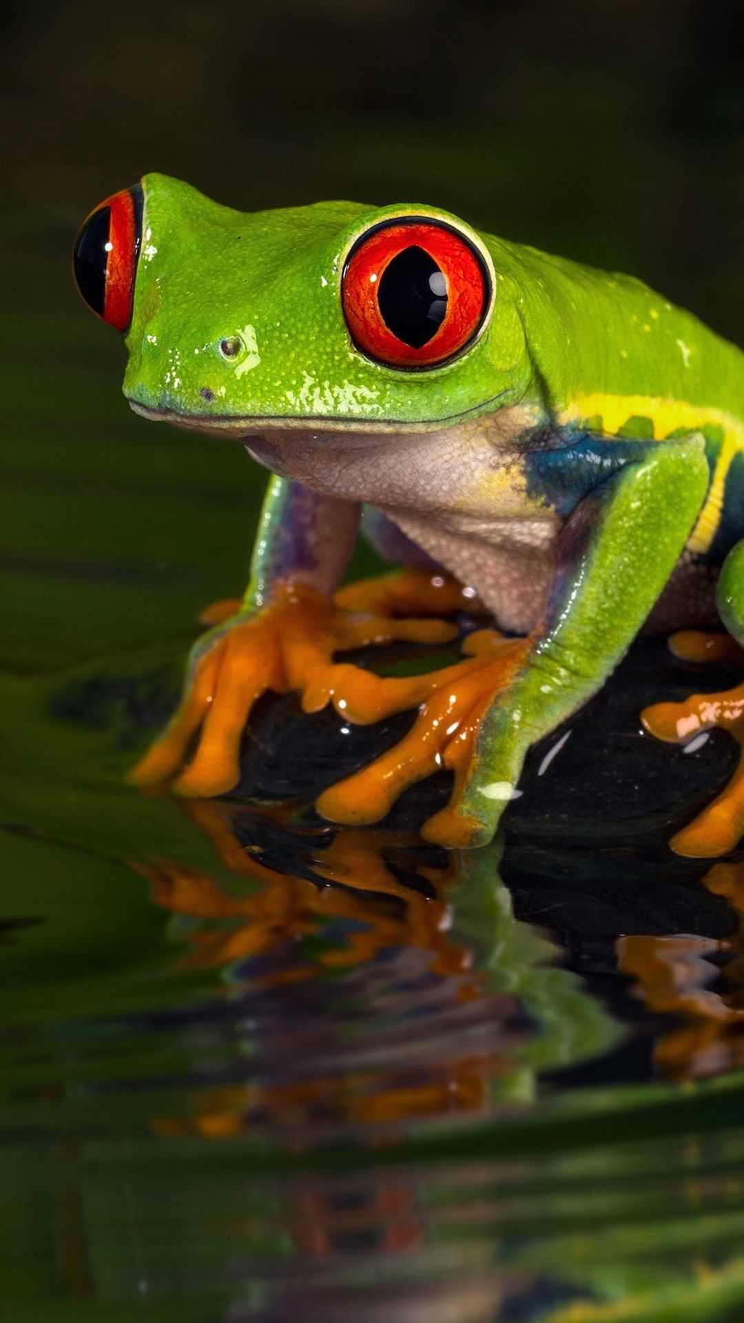 1080x1920 Frog Wallpaper