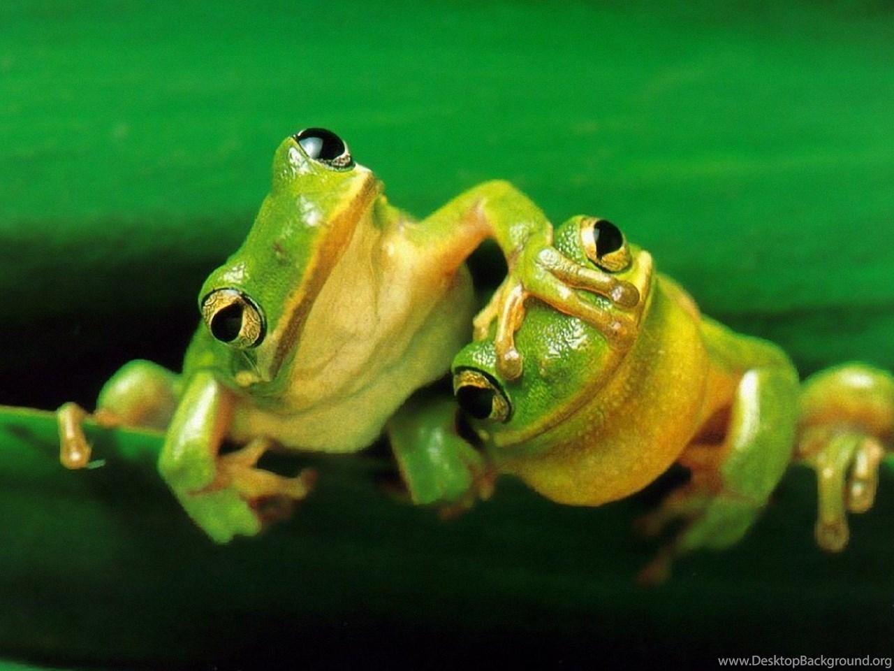 1280x960 Cute Frog Wallpaper High Definition