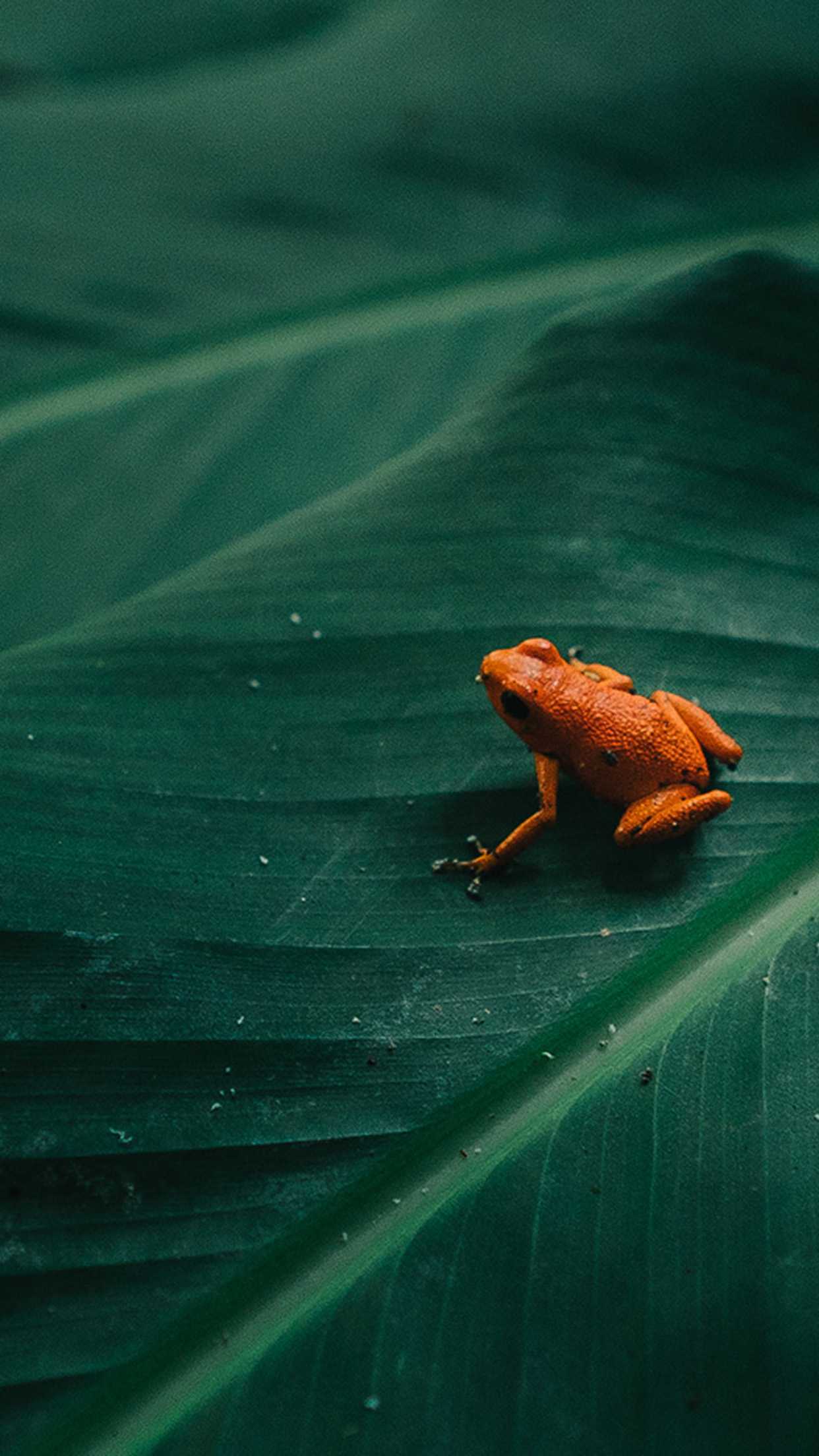 1242x2208 Frog Wallpaper