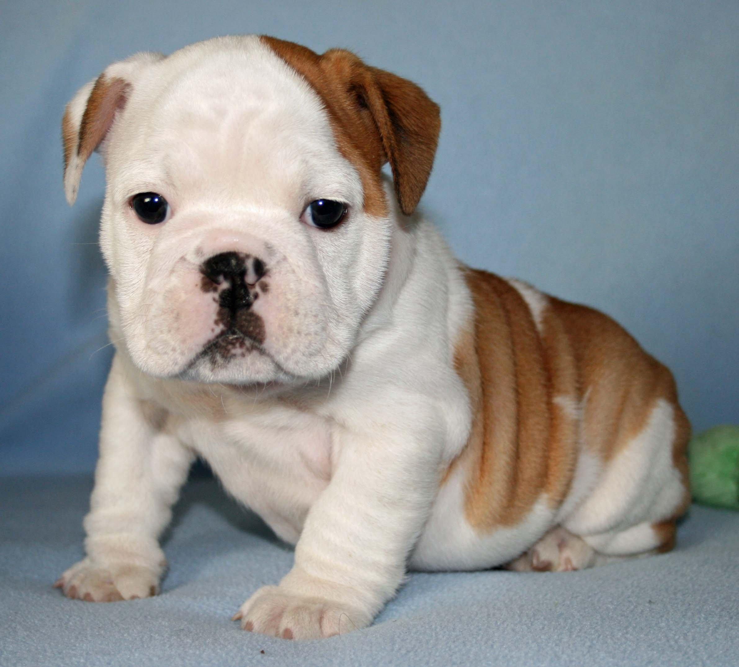 2382x2148 2382x2148 baby, bulldog, canine, dog, dogs, puppy