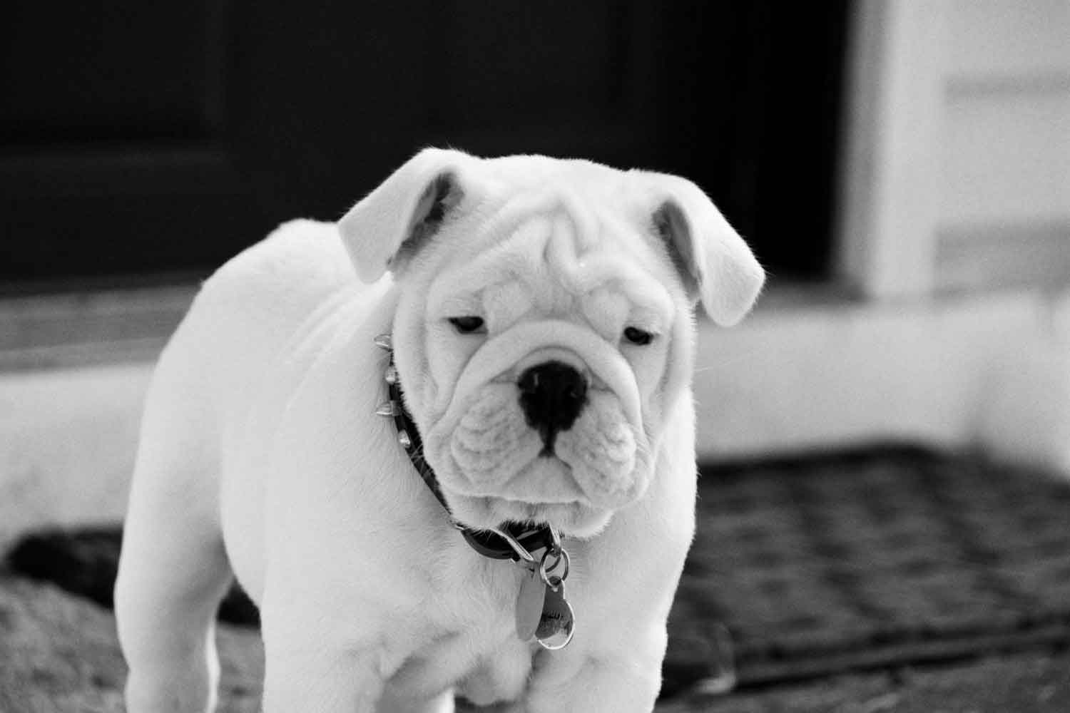 1500x1000 English Bulldog Wallpaper