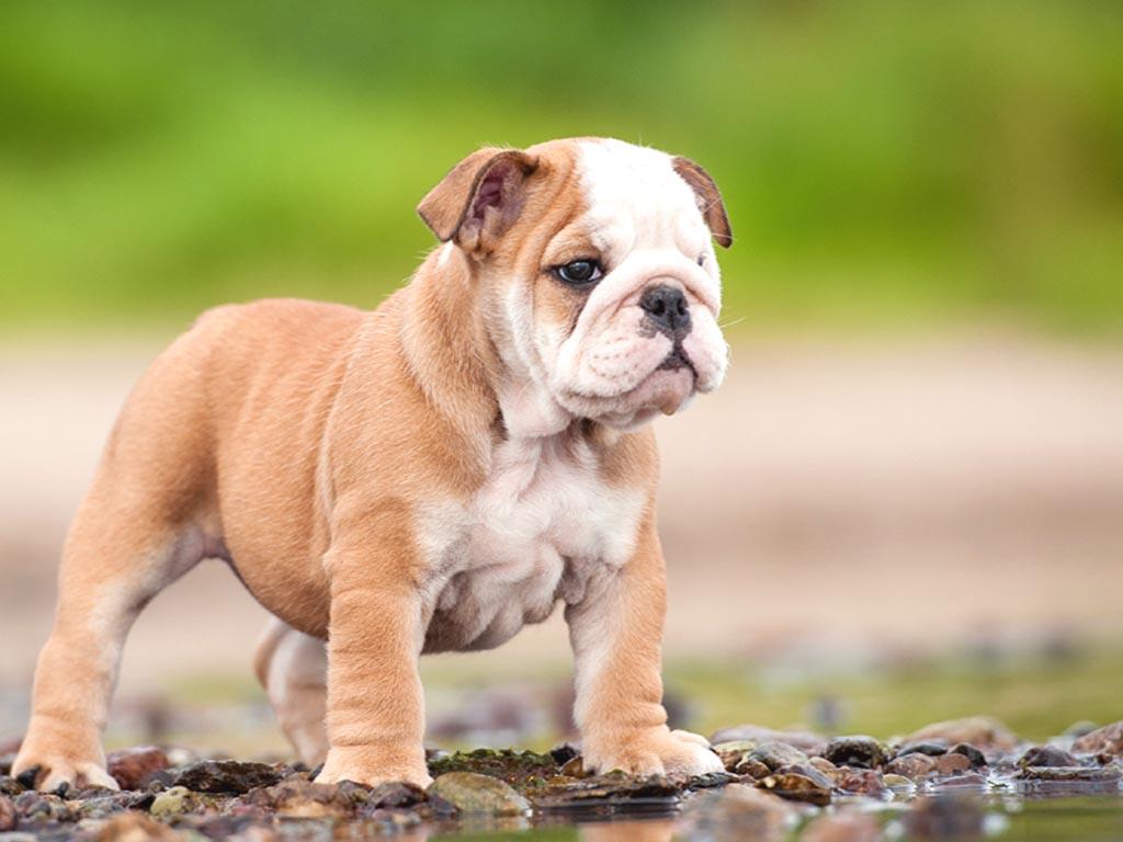 1024x768 English Bulldogs Wallpaper