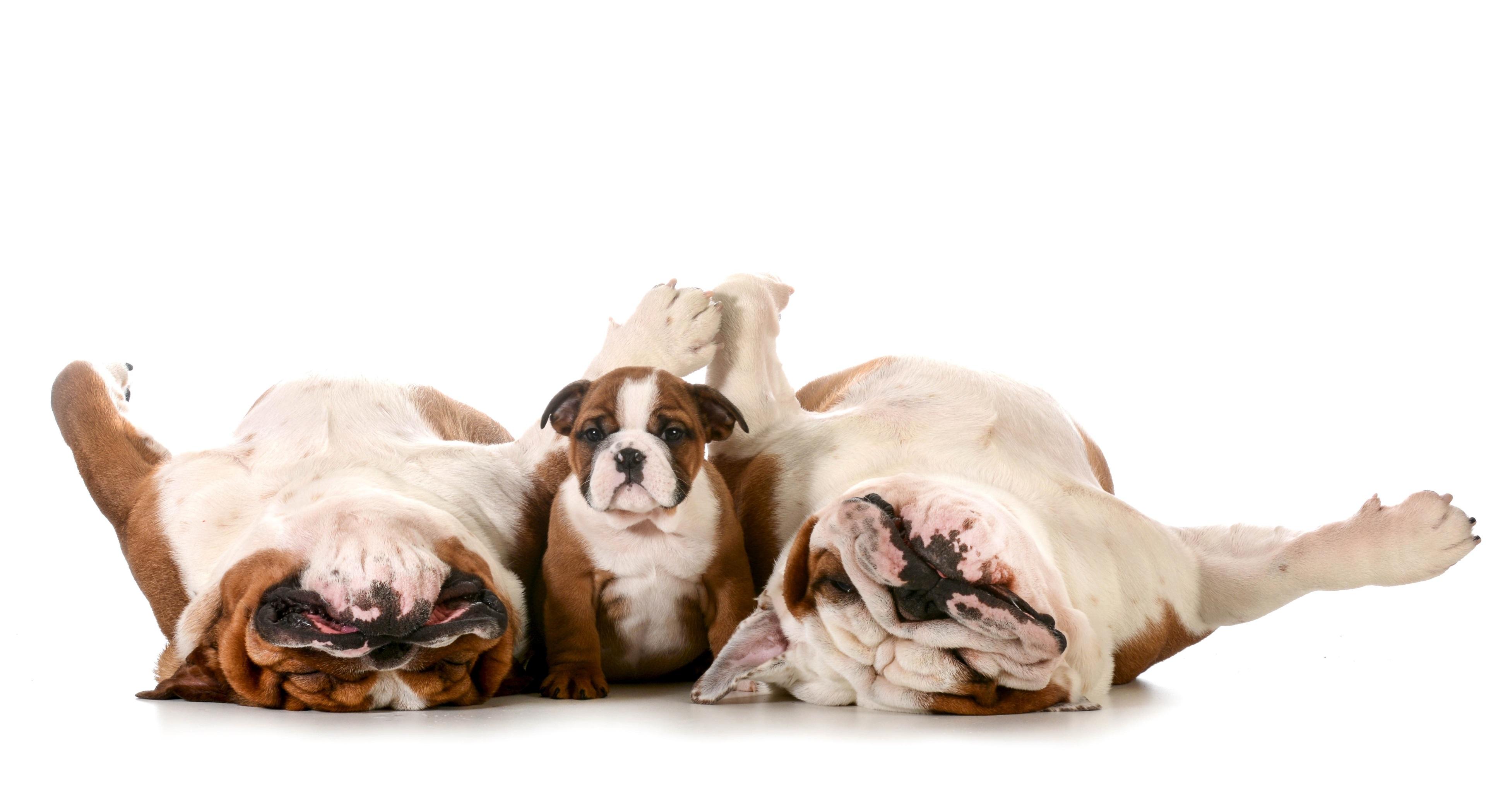 3840x2099 3840x2099 bulldog 4k best wallpaper for computer desktop HD Wallpaper