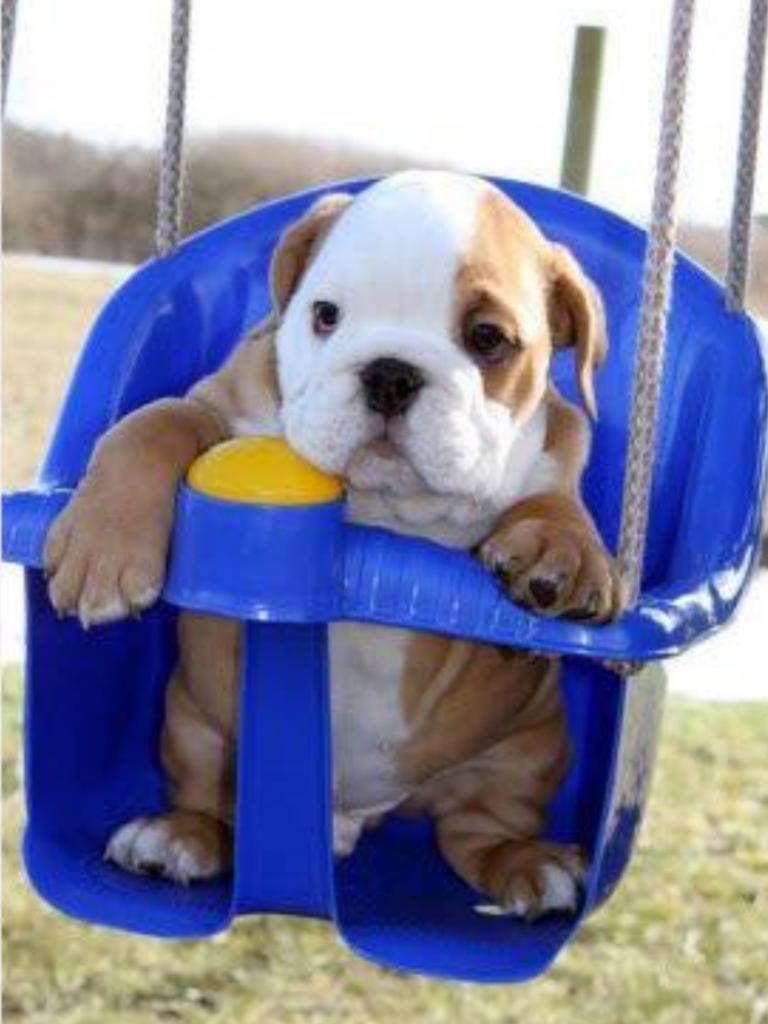 768x1024 There aren't enough pics of bulldog puppies in baby swings