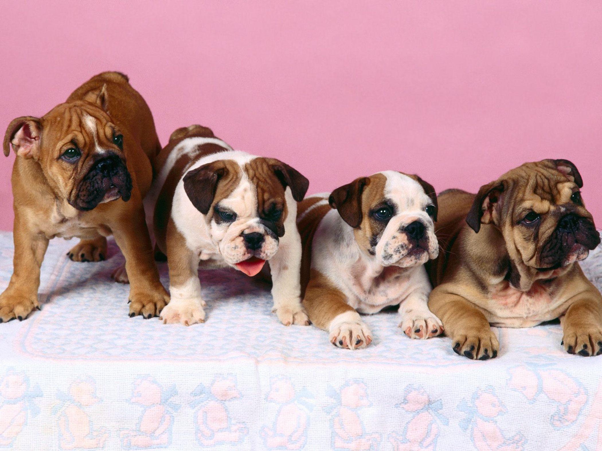 2100x1575 English Bulldog Wallpaper. Free HD Dog Background