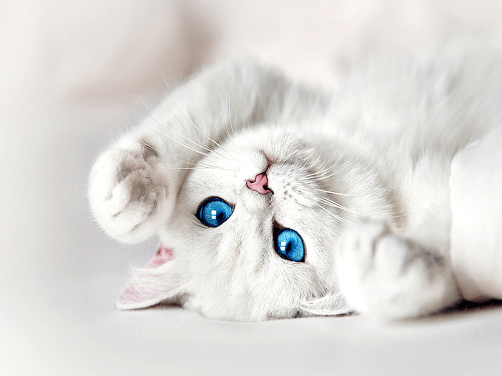 White Cat Blue Eyes Wallpapers  Top Free White Cat Blue Eyes Backgrounds   WallpaperAccess
