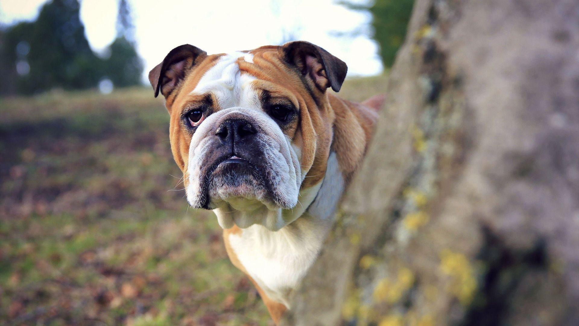 1920x1080 Bulldogs Wallpaper