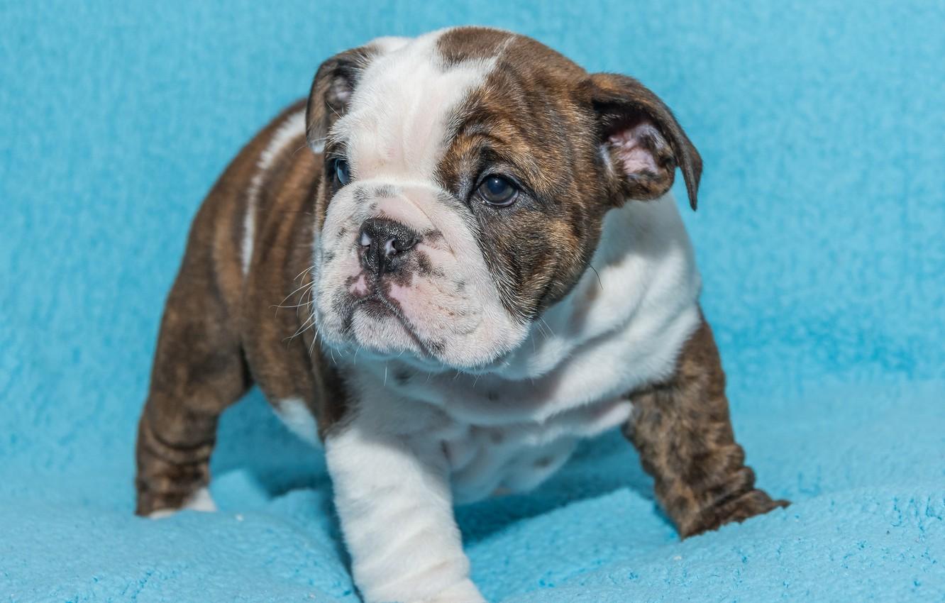 1332x850 Wallpaper background, dog, baby, puppy, English bulldog image for desktop, section собаки